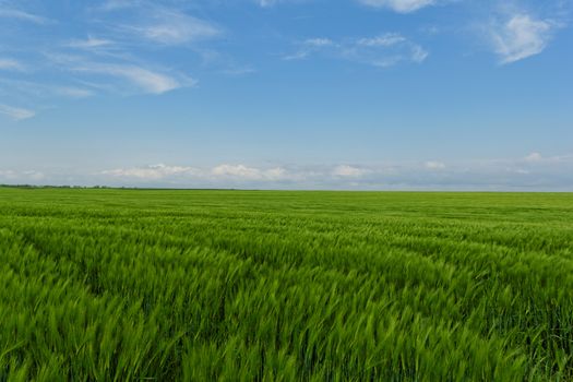 green wheat field under the blue cloudy sky