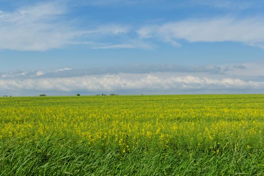 green wheat field under the blue cloudy sky