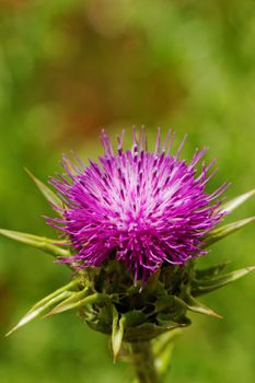 close-up about violet thistle flower on poppy field