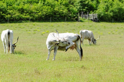 Ruminant Hungarian gray cattle bull on grass