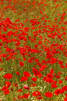 Huge red colored poppy field