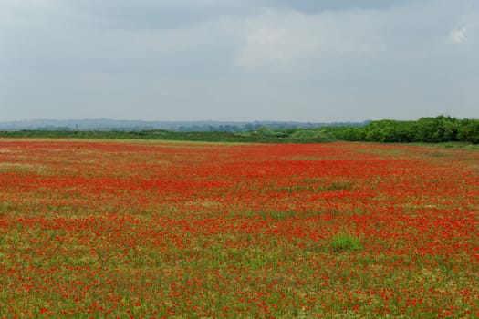 Huge red colored poppy field