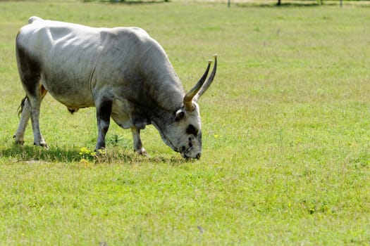 Ruminant Hungarian gray cattle bull on grass