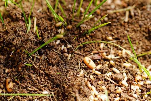in the anthill moving ants the eggs