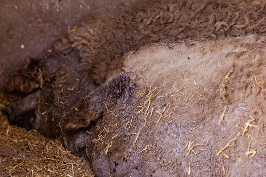 Grey mangalitsa pigs lie on the ground