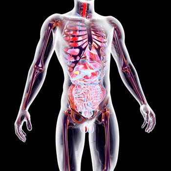 The internal adrenal Organs. 3D rendered anatomical illustration.