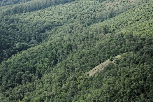 aerial view of a huge green forest