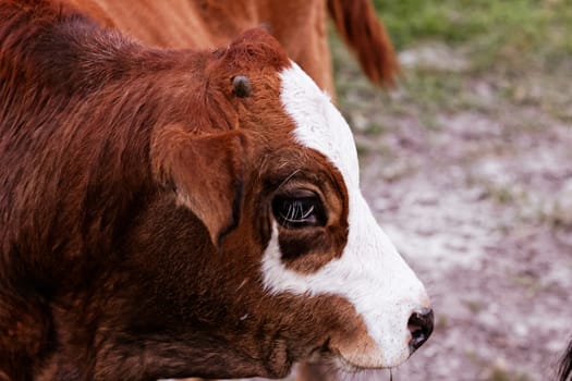 motley cow graze in a field (free range)