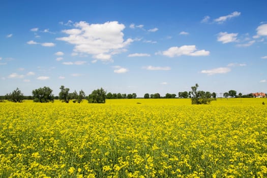 Spring landscape with yellow field and blue sky