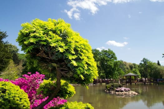 Beautiful flora in japanese garden 