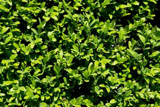 Green grass. Garden flora close-up