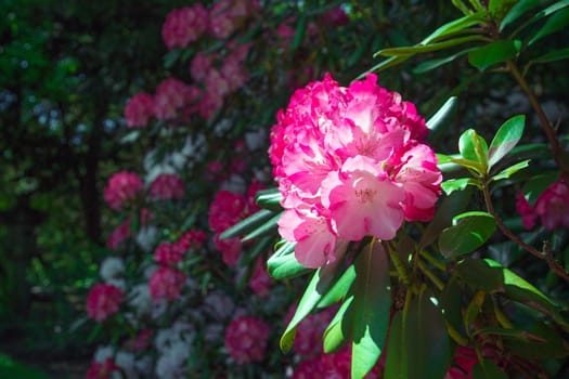 Rhododendron close-up, selective focus