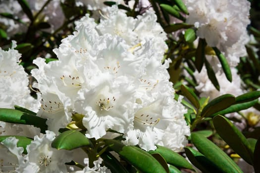 White flourishing rhododendron close-up