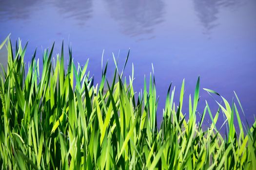 Reed next to the water surface 