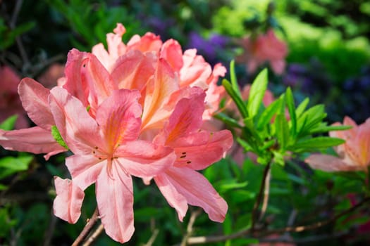 Orange lily garden in full bloom 