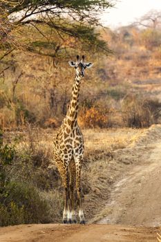 Grazing giraffe on the road in the wilderness