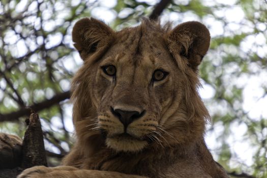 Lion resting on a branch in a tree watching the surroundings.