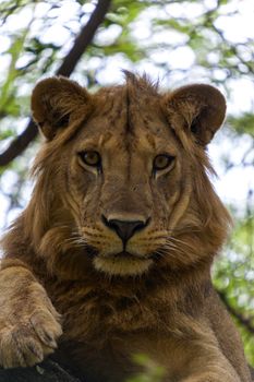 Lion resting on a branch in a tree watching the surroundings.