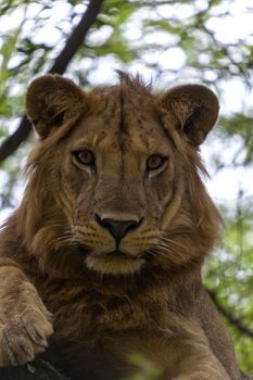 Lion resting on a branch in a tree watching the surroundings.