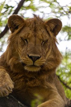 Lion resting on a branch in a tree watching the surroundings.