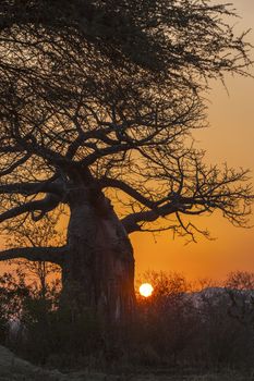 Typical African sunset with acacia and baobab  trees