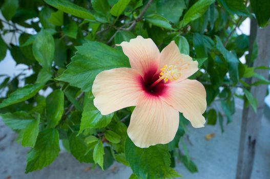 the hibiscus flower