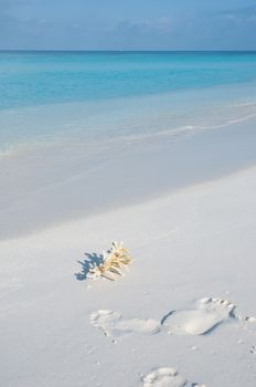coral on a beach, Maldives