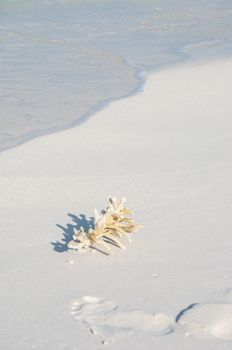 coral on a beach, Maldives