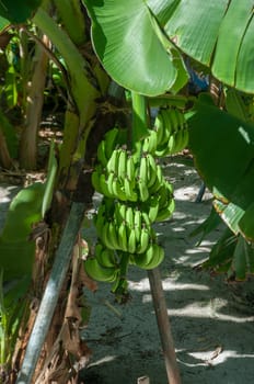 a banana tree