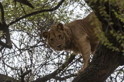 Lion resting on a branch in a tree watching the surroundings.