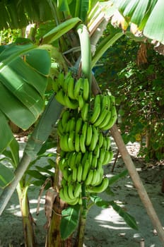 a banana tree