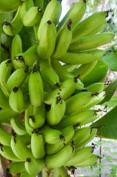 a banana tree
