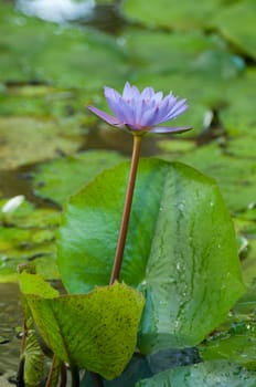 a violet lotus
