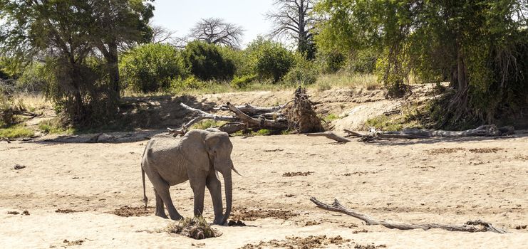 A herd of African elephants walking behind each other