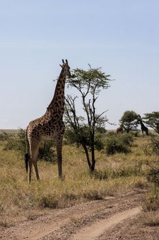 Grazing tall giraffe in Africa