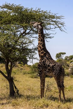 Grazing giraffe in the wilderness of Tanzania
