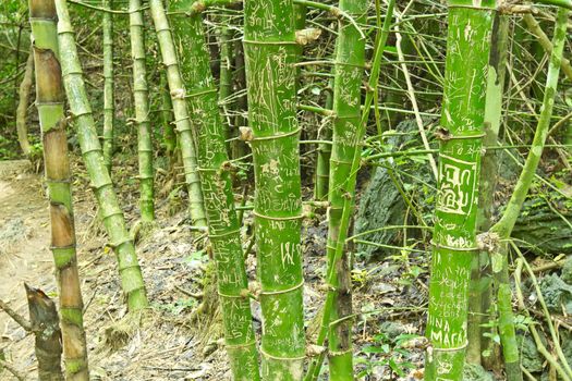 Naughtily arts on bamboo in the natural forest