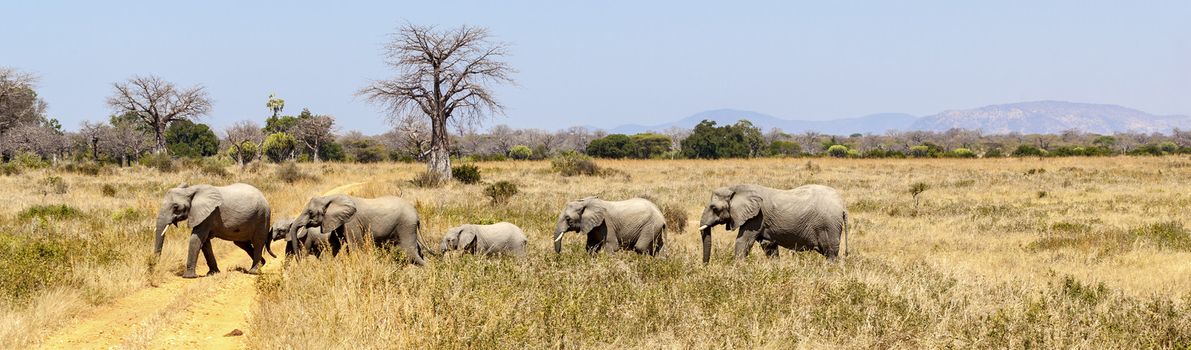 A herd of African elephants walking behind each other