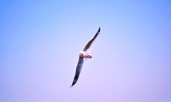 Alone Seagull is flying on the blue sky.