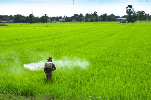 Rice field, the main agriculture of Thailand