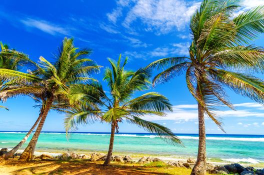Palm trees on turquoise sea on the coast of San Andres y Providencia, Colombia