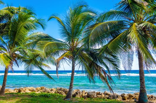 Palms trees on Caribbean Sea on the shore of San Andres y Providencia, Colombia