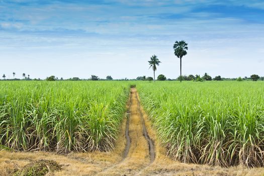 Sugarcane in farm with blue sky in Thailand