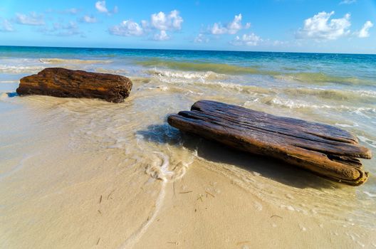 Driftwood washing up on shore of a tropical Caribbean beach