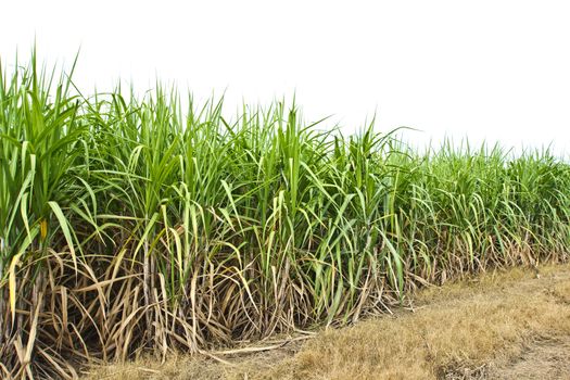 Sugarcane in farm with white background in Thailand
