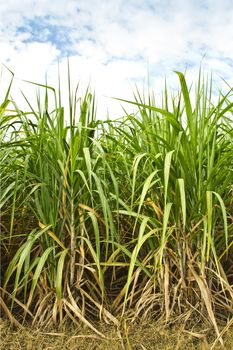 Sugarcane in farm with blue sky in Thailand