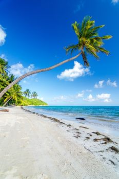 Palm trees on a deserted Caribbean beach in San Andres y Providencia, Colombia