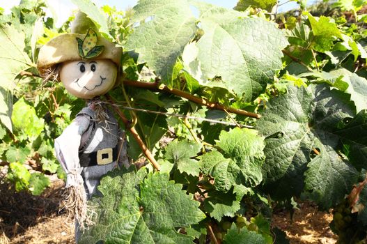 One Small Funny Scarecrow on a Green Vineyard