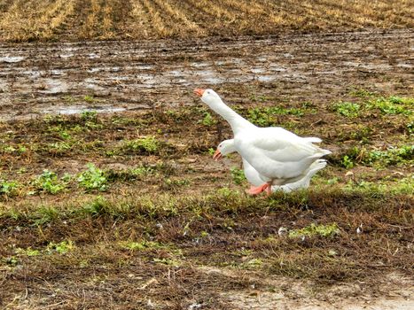 A flock of domestic geese on the field