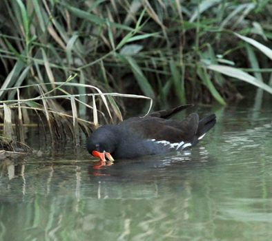 Moorhen on water looking for food next to grass